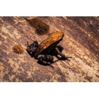 Ranita Malgache - Mantella betsileo Ranita Malgache - Mantella betsileo